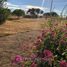 Estudio Casa en venta en Cauquenes, Maule, Cauquenes, Cauquenes