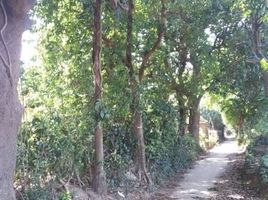  Land for sale in La Union, Ilocos, Caba, La Union