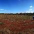  Land for sale in Ticul, Yucatan, Ticul