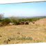  Land for sale in Zapotlanejo, Jalisco, Zapotlanejo