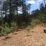  Land for sale in Altzayanca, Tlaxcala, Altzayanca