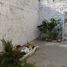 在Cuernavaca, Morelos出售的2 卧室 屋, Cuernavaca