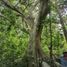  Terreno (Parcela) en venta en Sotuta, Yucatán, Sotuta