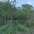  Land for sale in Gualeguaychu, Entre Rios, Gualeguaychu