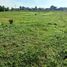  Land for sale in Bantul, Yogyakarta, Pajangan, Bantul