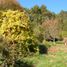 Terreno (Parcela) en venta en Araucanía, Villarrica, Cautín, Araucanía