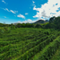  Land for sale in Vilcabamba Victoria, Loja, Vilcabamba Victoria, Loja, Loja