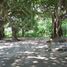  Terreno (Parcela) en venta en Sucre, Tolu, Sucre