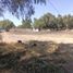  Grundstück zu verkaufen in Chiautla, Mexico, Chiautla