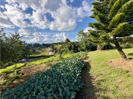  Land for sale in El Carmen De Viboral, Antioquia, El Carmen De Viboral