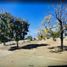  Land for sale in Villa De Cos, Zacatecas, Villa De Cos, Zacatecas