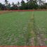  Land for sale in Gamping, Sleman, Gamping