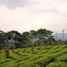  Land for sale in Puncak Gunung Mas Tea Gardens, Cisarua, Cisarua