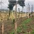  Grundstück zu verkaufen in Santa Rosa De Cabal, Risaralda, Santa Rosa De Cabal, Risaralda