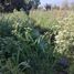  Terreno (Parcela) en venta en Maipo, Santiago, Buin, Maipo