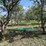  Land for sale in Cunduacan, Tabasco, Cunduacan