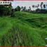  Land for sale in Kerambitan, Tabanan, Kerambitan