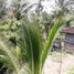  Tanah for sale in Tampak Siring, Gianyar, Tampak Siring