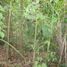  Land for sale in Panama City Panama, Ancon, Panama City, Panama