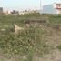  Land for rent in Coatzacoalcos, Veracruz, Coatzacoalcos
