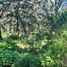  Land for sale in Amatitan, Jalisco, Amatitan