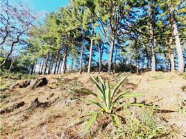  Terrain for sale in Jungla de Panama Wildlife Refuge, Palmira, Alto Boquete