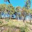  Terrain for sale in Jungla de Panama Wildlife Refuge, Palmira, Alto Boquete