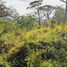  Terrain for sale in Jungla de Panama Wildlife Refuge, Palmira, Alto Boquete