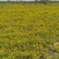  Land for sale in Vanegas, San Luis Potosi, Vanegas