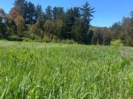  Land for sale in Vichuquen, Curico, Vichuquen