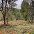  Terreno (Parcela) en venta en Chile, Fresia, Llanquihue, Los Lagos, Chile
