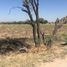  Land for sale in Silao, Guanajuato, Silao