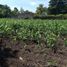  Terreno (Parcela) en venta en Tepoztlan, Morelos, Tepoztlan