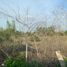 Land for rent in General Escobedo, Nuevo Leon, General Escobedo