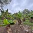  Terreno (Parcela) en venta en Cunduacan, Tabasco, Cunduacan