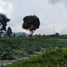  Grundstück zu verkaufen in Lembang, West Jawa, Lembang, Bandung