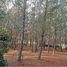  Land for sale in Cardenal Caro, Libertador General Bernardo Ohiggins, Litueche, Cardenal Caro