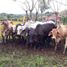  Land for sale in San Pedro Del Espino, Veraguas, San Pedro Del Espino, Santiago