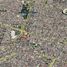  Land for sale in Guadalajara, Jalisco, Guadalajara