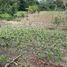  Land for sale in Texistepec, Veracruz, Texistepec