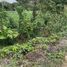  Land for sale in Texistepec, Veracruz, Texistepec