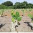  Land for sale in Manlio Fabio Altamirano, Veracruz, Manlio Fabio Altamirano