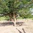  Land for sale in Manlio Fabio Altamirano, Veracruz, Manlio Fabio Altamirano