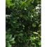  Land for sale in Yobain, Yucatan, Yobain