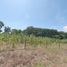  Land for sale in Cunduacan, Tabasco, Cunduacan
