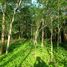  Land for sale in Dist Pochutla, Oaxaca, Dist Pochutla