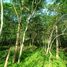  Land for sale in Dist Pochutla, Oaxaca, Dist Pochutla