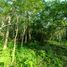  Land for sale in Dist Pochutla, Oaxaca, Dist Pochutla