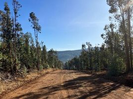  Terreno (Parcela) en venta en Maule, Cauquenes, Cauquenes, Maule
