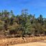  Terreno (Parcela) en venta en Maule, Cauquenes, Cauquenes, Maule